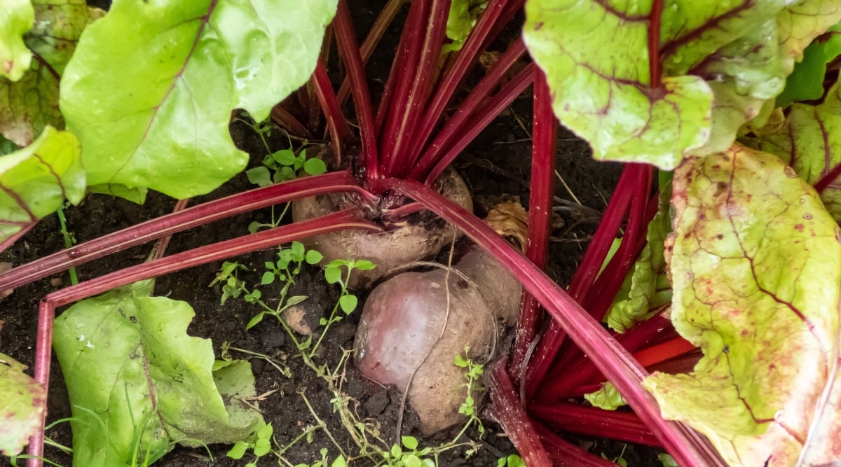 Close-up of the tops of two bright red smooth root vegetables. The stems coming from the round roots are thick and sturdy, deep red in color. Several bright green textured leaves grow at the end of the stems with deep red veins.