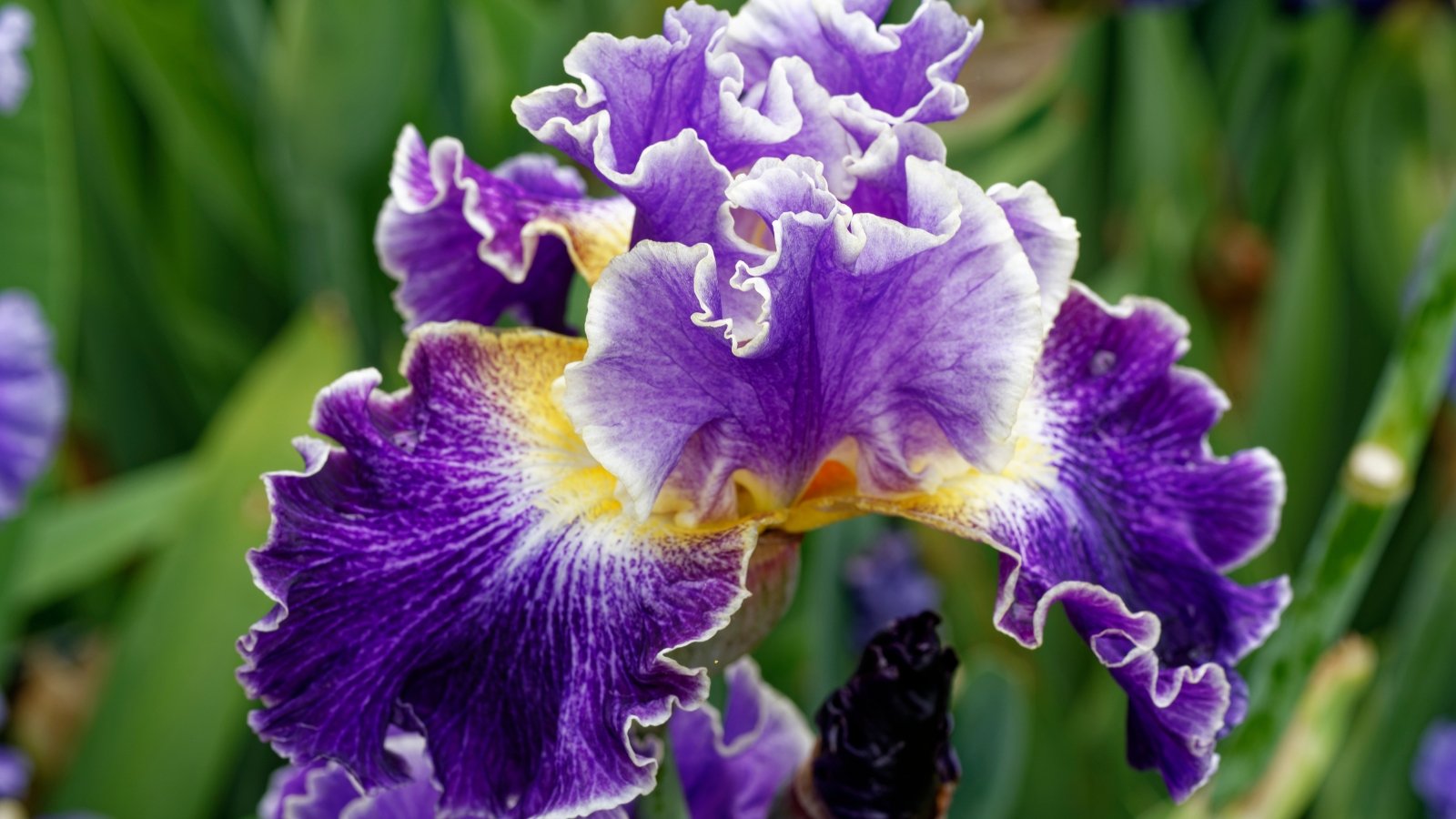 A vibrant purple bloom with gracefully arched petals above, broad drooping petals below adorned with a golden-orange fuzzy stripe and delicate veining.

