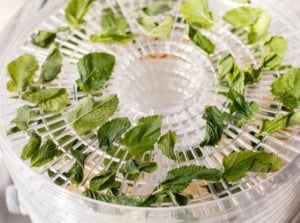 Fresh mint leaves, vibrant green and neatly spread, are arranged on a white dehydrator tray as they begin to dry.