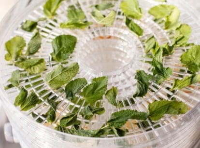 Fresh mint leaves, vibrant green and neatly spread, are arranged on a white dehydrator tray as they begin to dry.