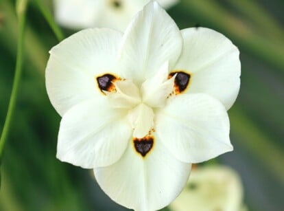 bicolor iris