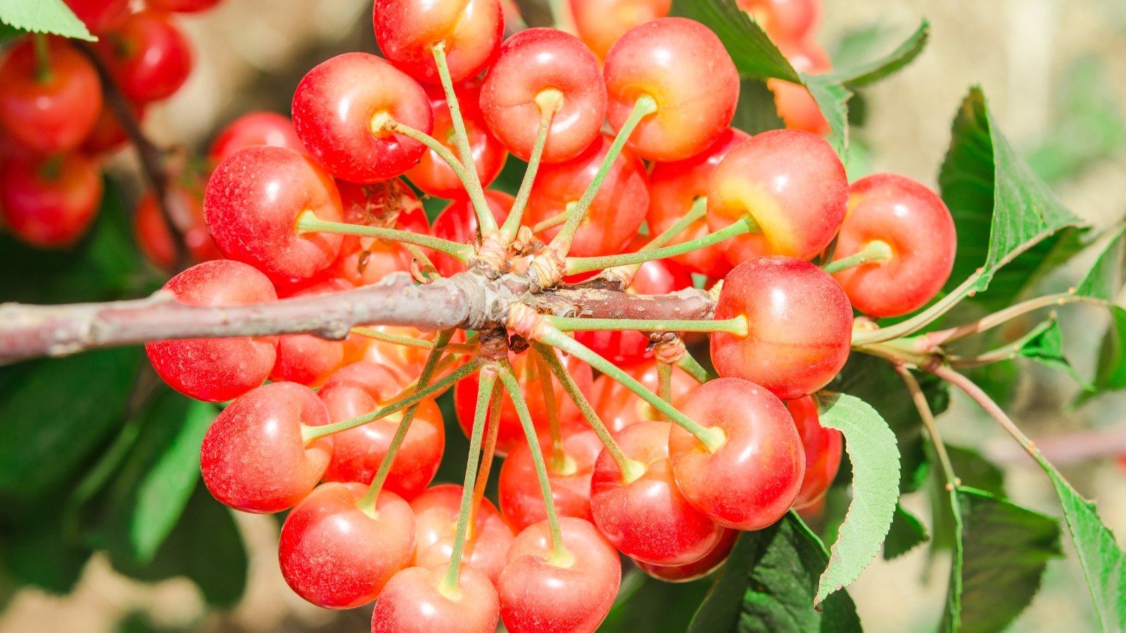 A low-hanging branch is heavy with shiny, two-toned cherries nestled over broad green leaves.