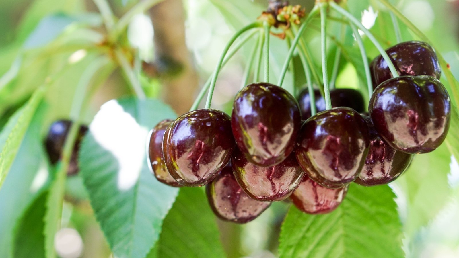 Deep red, almost black cherries hang in a glossy cluster from a sturdy branch, contrasting with lush green, serrated leaves.
