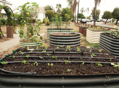 Close-up of Birdies Raised Garden Beds located in the front yard. The Birdies Raised Garden Beds feature sleek, modern designs crafted from durable and rust-resistant steel, presenting a clean and polished aesthetic. With smooth lines and a variety of sizes and colors available, they offer a stylish and functional solution for cultivating plants, herbs, and vegetables. They come in black, pale green and cream colors.