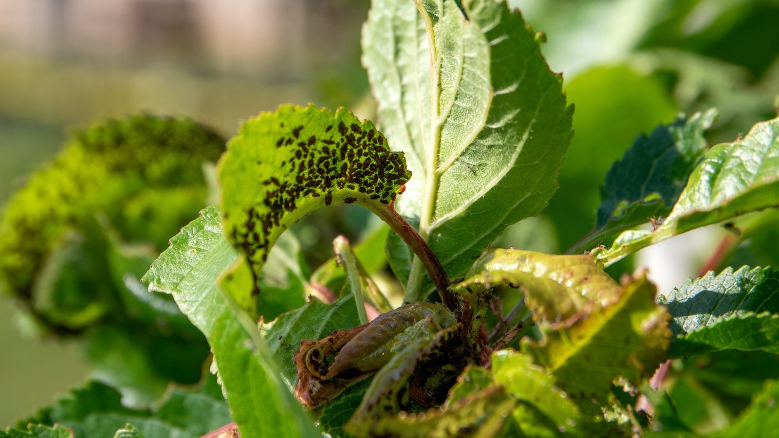 Curled cherry leaves reveal dark, pear-shaped aphids feeding in clusters on their pale undersides.
