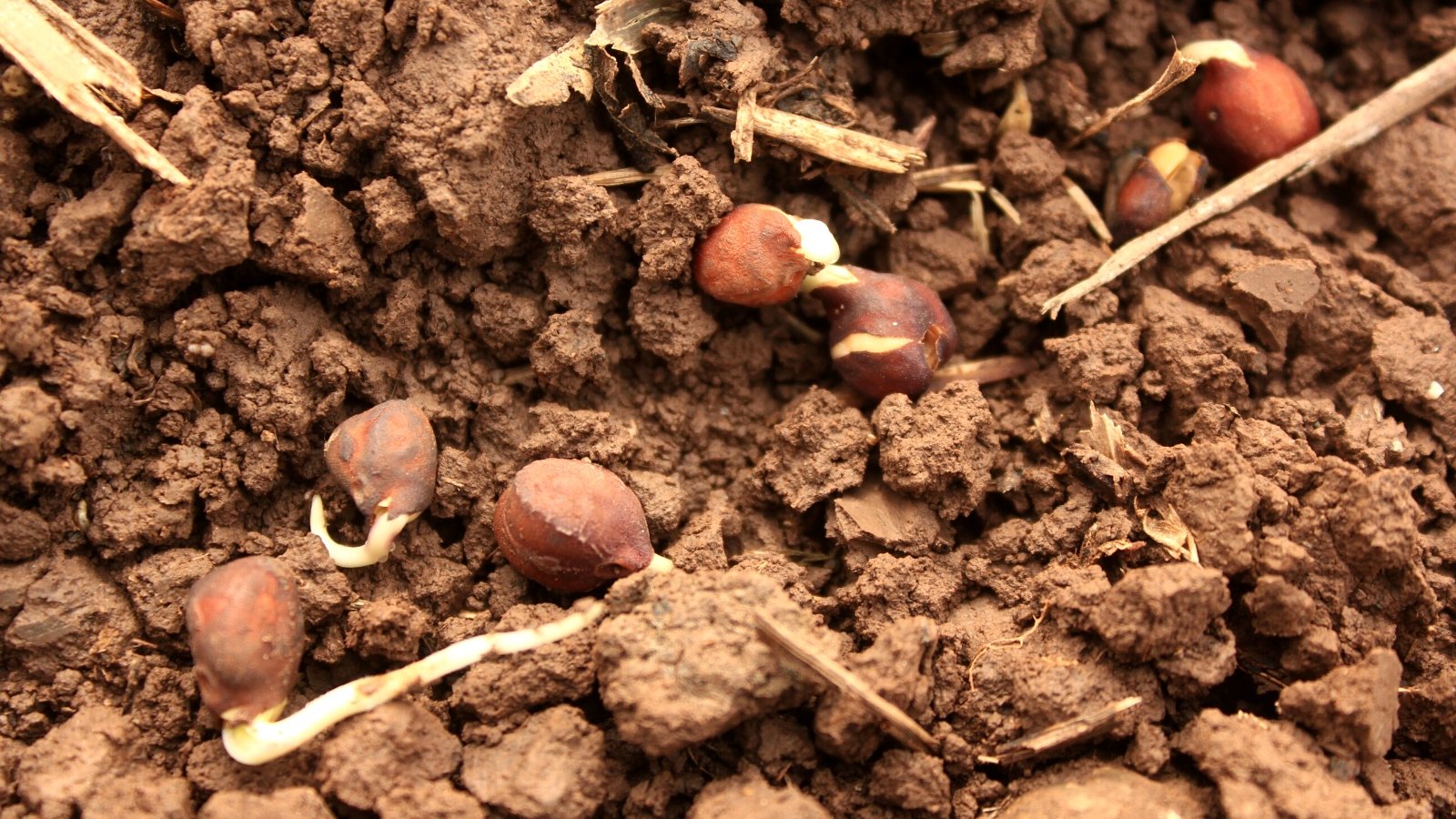 Close-up of Black Chickpeas seeds germinating in soil. The soil is lumpy, slightly moist, clayey, and brown in color. Black chickpea seeds are small, round legumes with a brown exterior. They have a firm texture. Thin white sprouts sprout from the tops of the seeds.