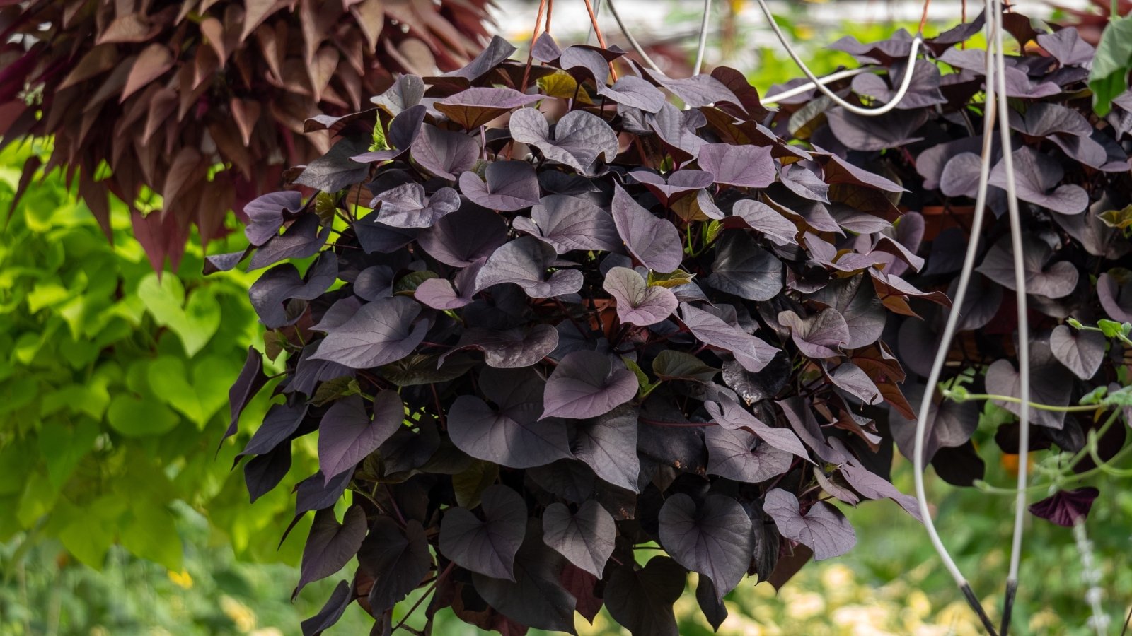 Deep purple-black, heart-shaped leaves cascade on trailing stems in a hanging pot in a greenhouse, creating a lush, dramatic foliage display.