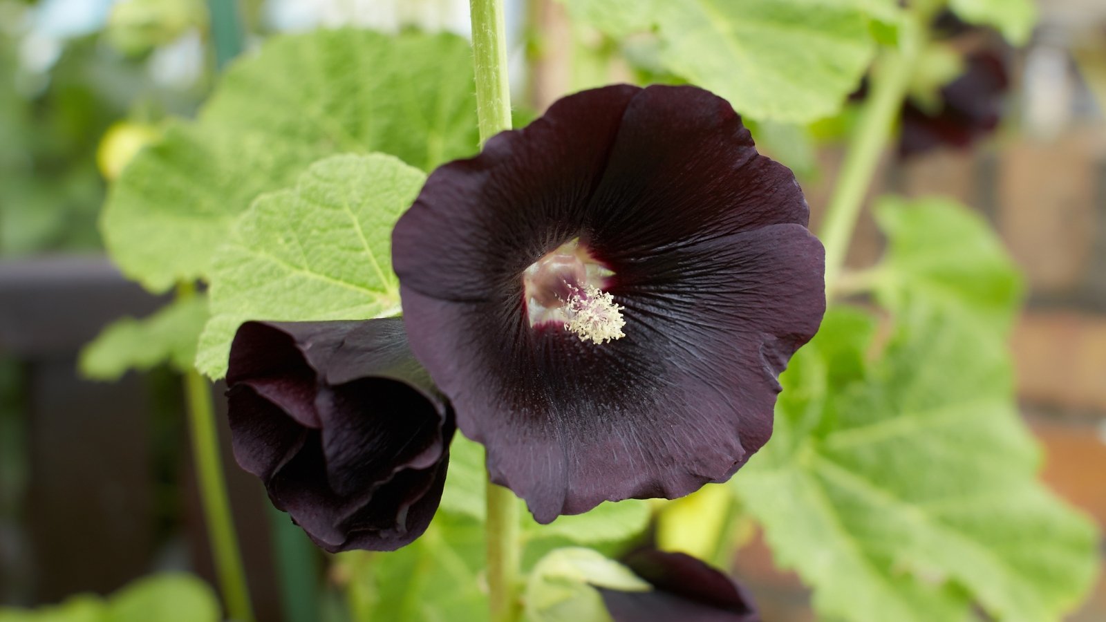 Tall, sturdy stems with near-black, velvety petals form wide, single blooms against large, rough-edged green leaves.
