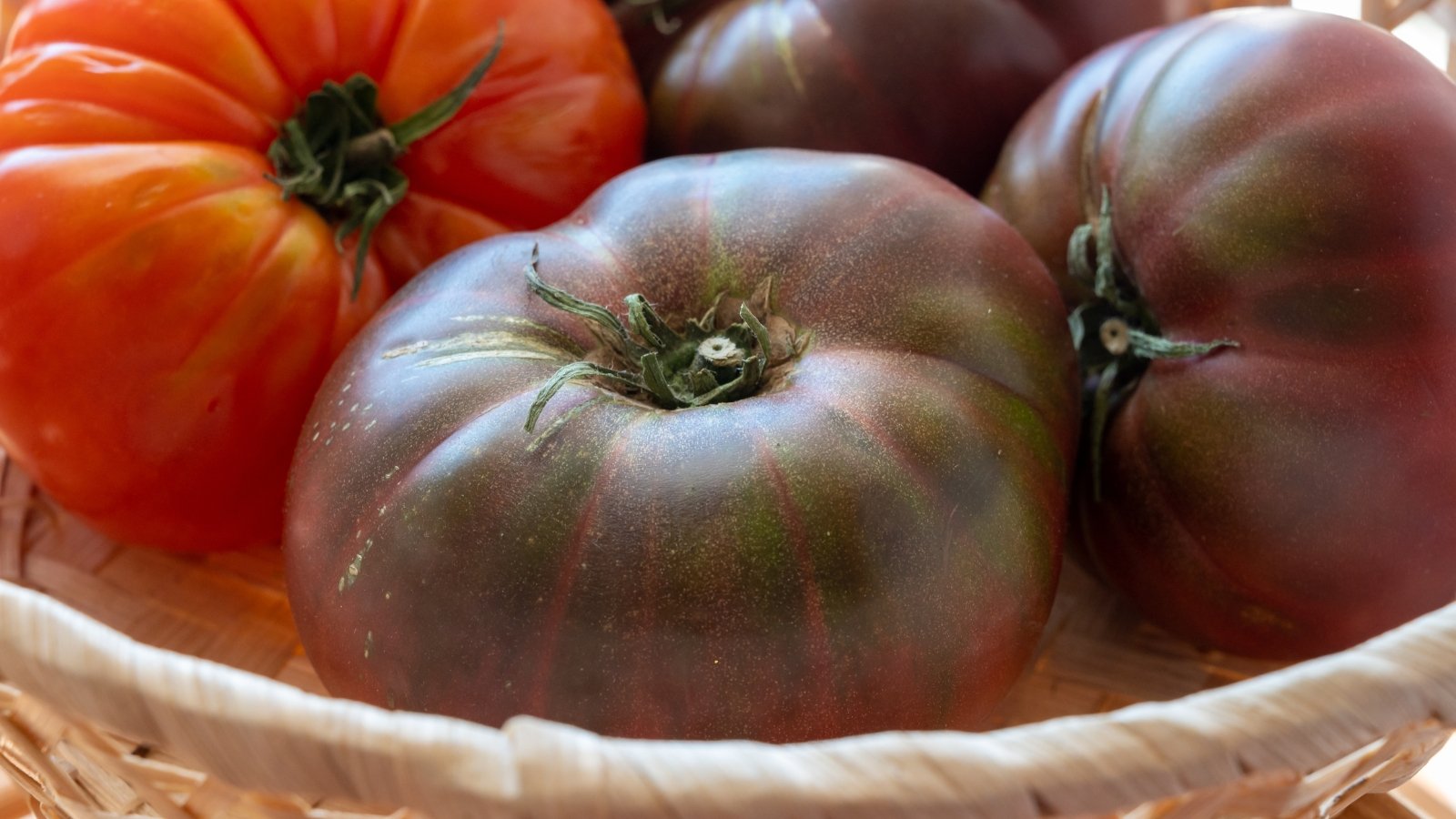 Freshly picked, plump dark tomatoes with a rich burgundy tone and subtle green shoulders, slightly crinkled skin, in a wicker basket.