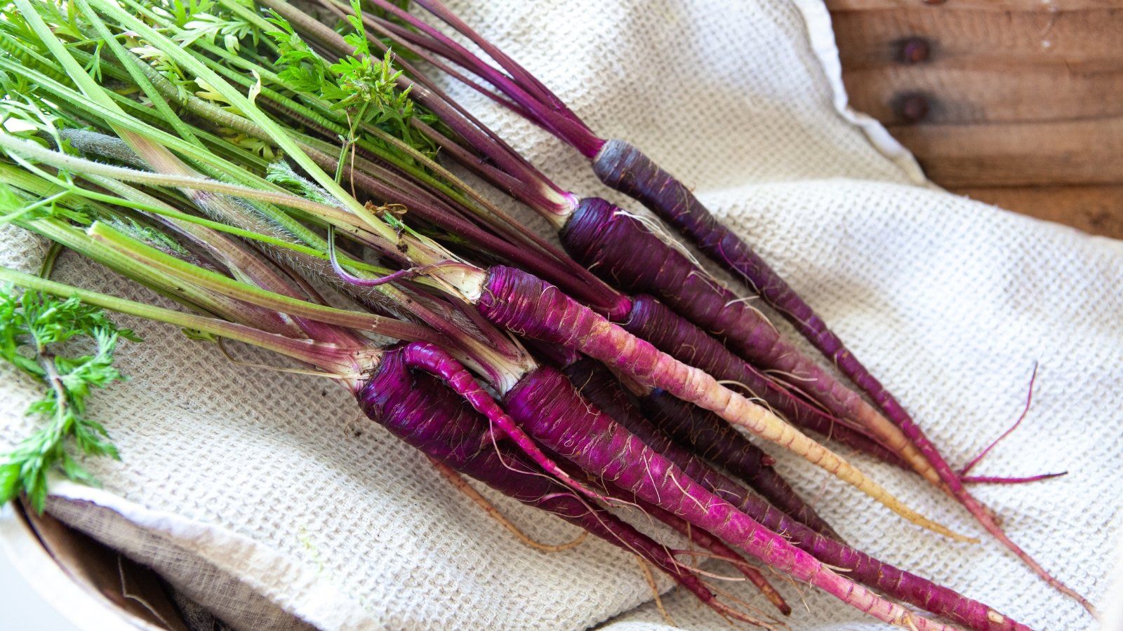 Long, slender roots feature a dark purple-black exterior with a crisp, orange interior, surrounded by feathery green foliage.