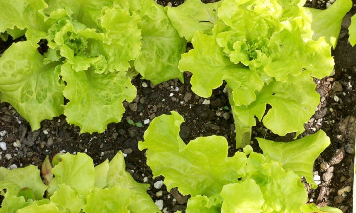 Black seeded Simpson lettuce