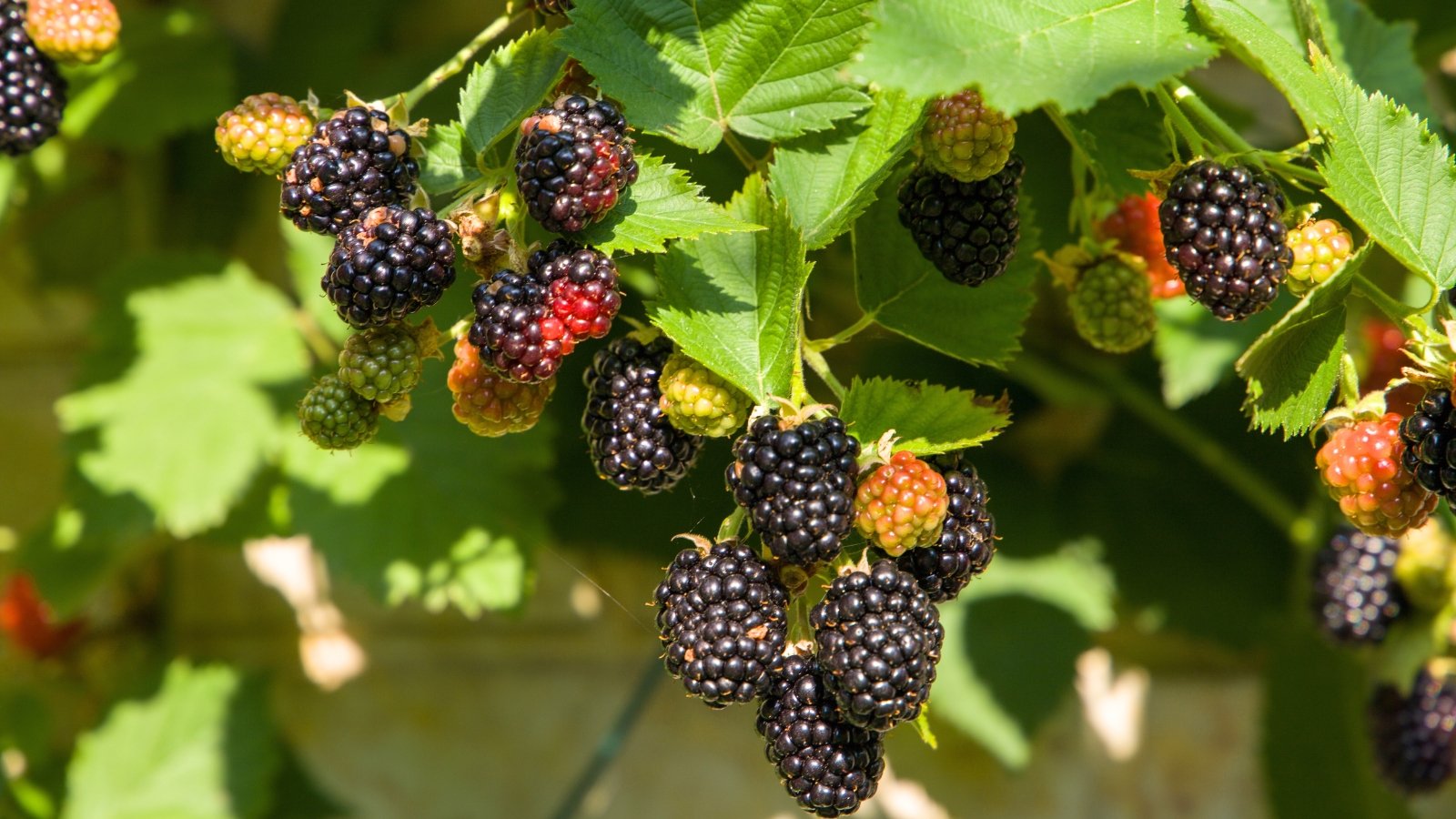 Glossy black berries form on sturdy, arching canes lined with spiny stems and lush, compound green leaves.