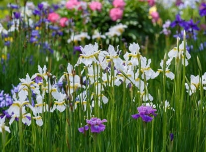 A field of white, purple, and pink flowers with tall, thin green leaves and upright stems.