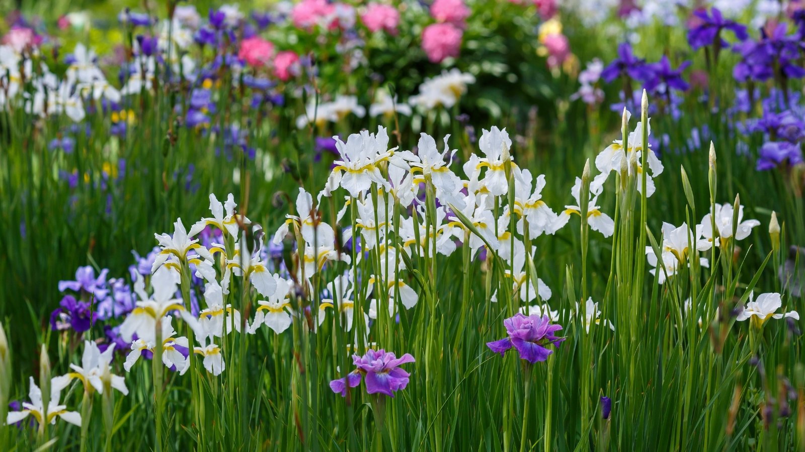 A field of white, purple, and pink flowers with tall, thin green leaves and upright stems.