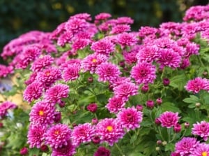 A dense cluster of vibrant pink blossoms covers the plant, with dark green leaves barely visible underneath.