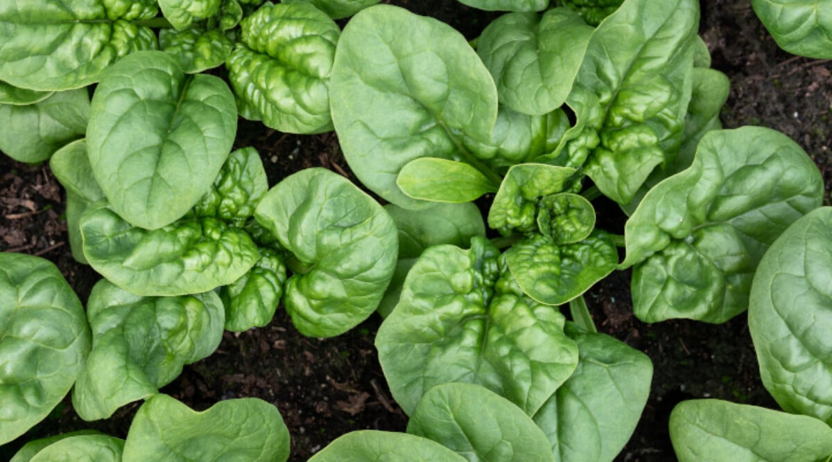 Bloomsdale spinach