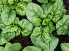 Bloomsdale spinach