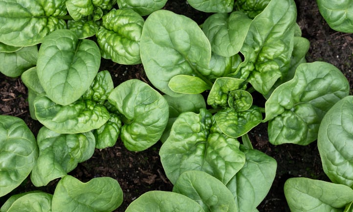 Bloomsdale spinach
