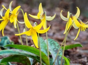 A close-up of a group of yellow trout lilies growing in a wildflower garden. The flowers are in full bloom, with six recurved petals that are a bright lemon-yellow color and emerge from the leaf litter on a mossy forest floor. Sunlight filters through the trees, casting dappled light on the scene.