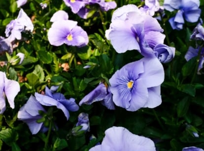 A collection of delicate blue and white blossoms with ruffled petals, nestled among green leaves.