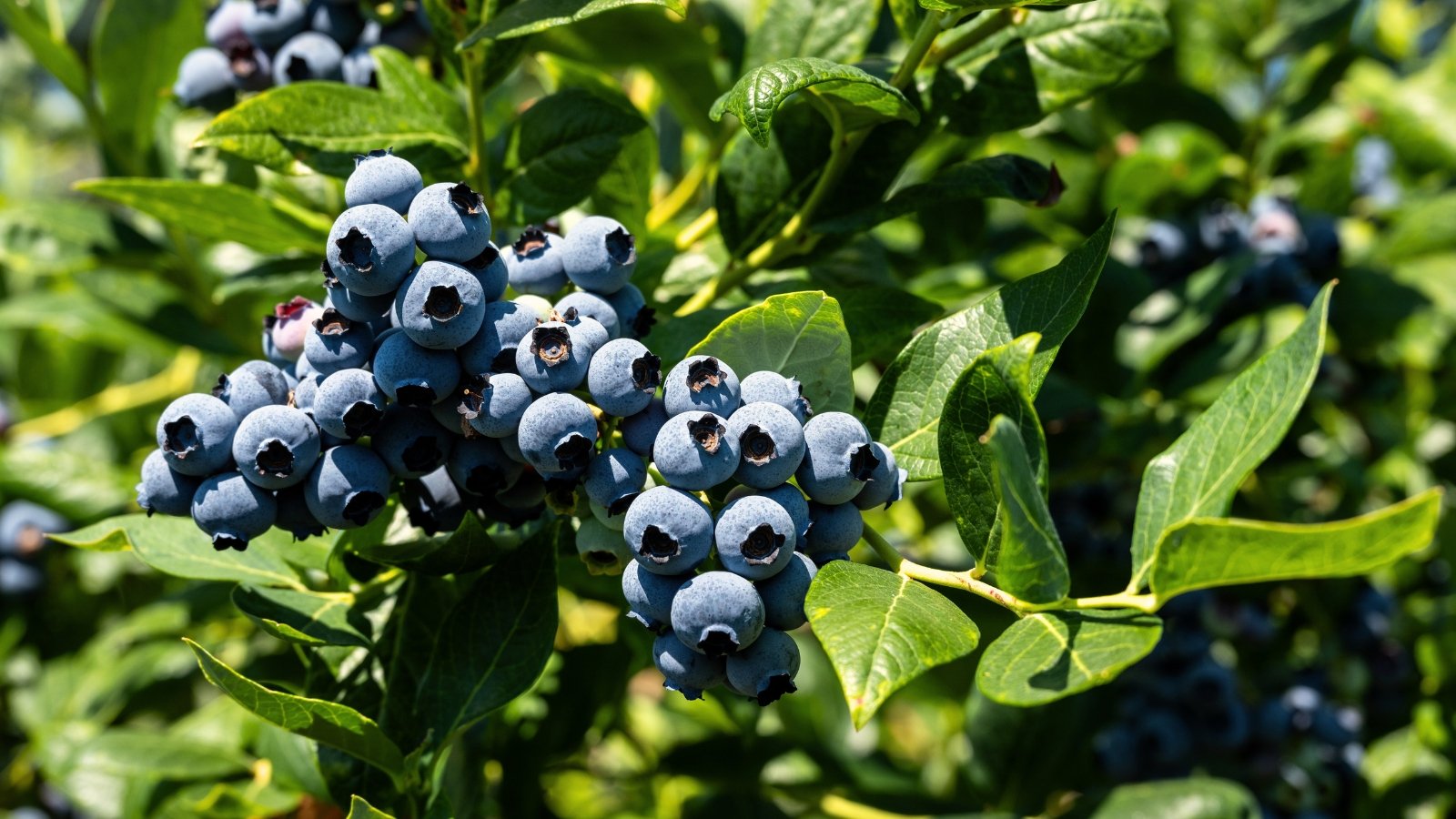 Clusters of plump, deep blue berries grow on slender, woody stems, surrounded by smooth, oval-shaped green leaves.