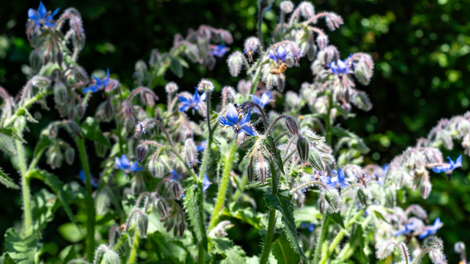 Wild borage with star-shaped, blue tops growing on thick, fuzzy green stems in a natural setting.