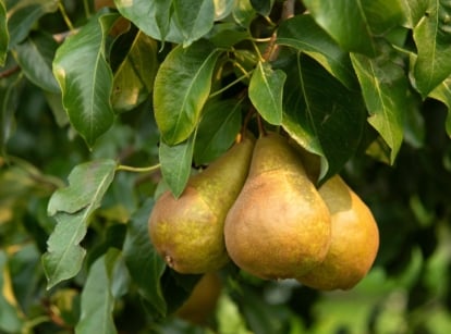 A bosc pear tree with long, slender branches, broad, glossy green leaves, and clusters of large, bell-shaped, golden-brown fruits.