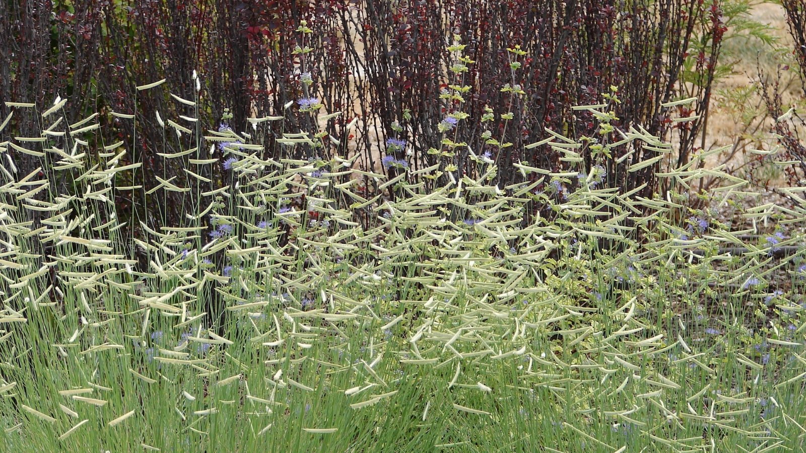 Blonde Ambition grama grass featuring soft, yellow, feather-like seed heads arching gracefully over thin, green stalks.