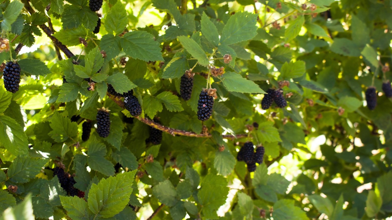 Large, dark purple berries cluster along trailing, thorny vines with broad, textured green leaves.