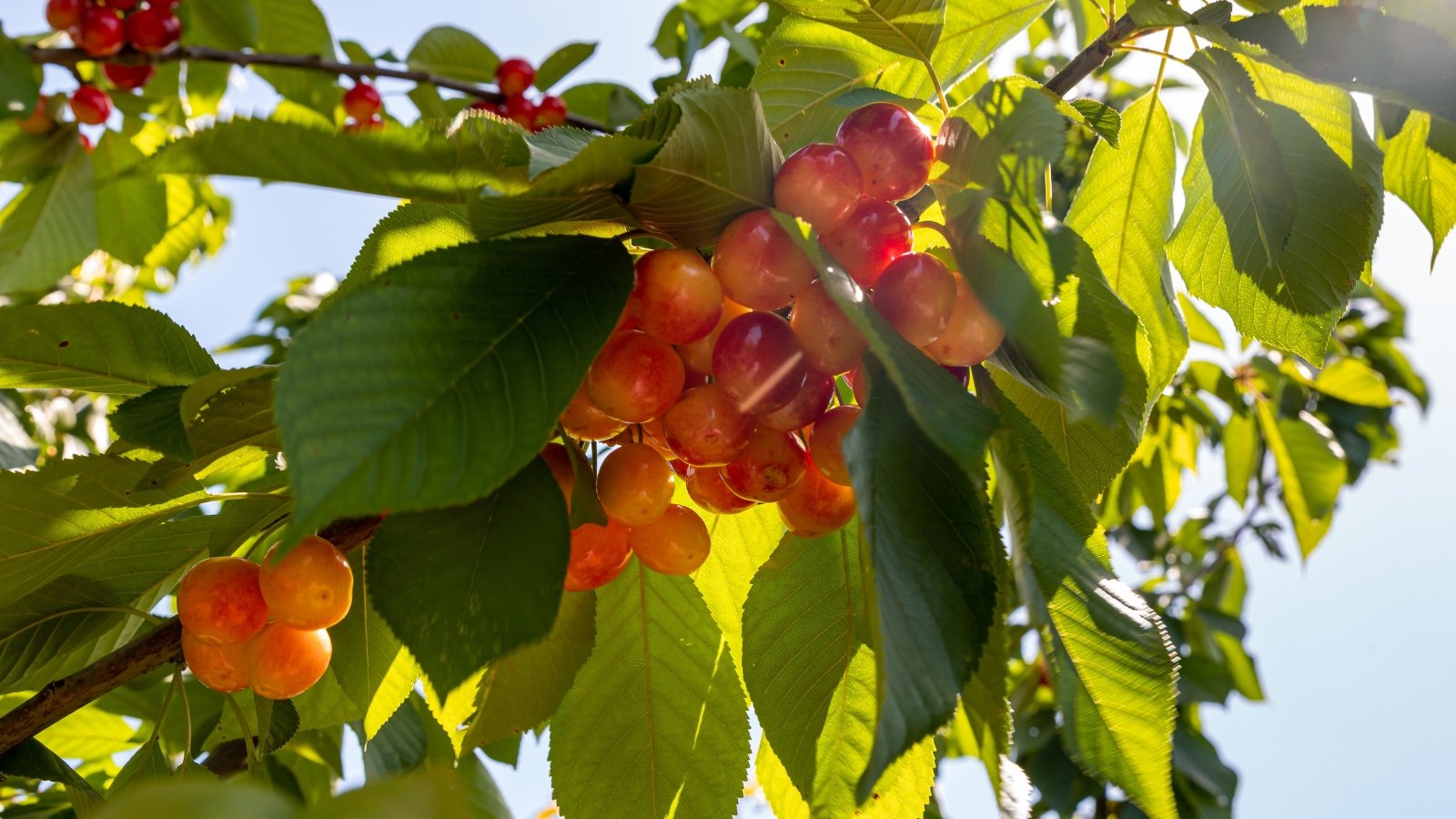Glossy, golden-red cherries cluster densely on a slender tree branch surrounded by green leaves in a sunny garden.