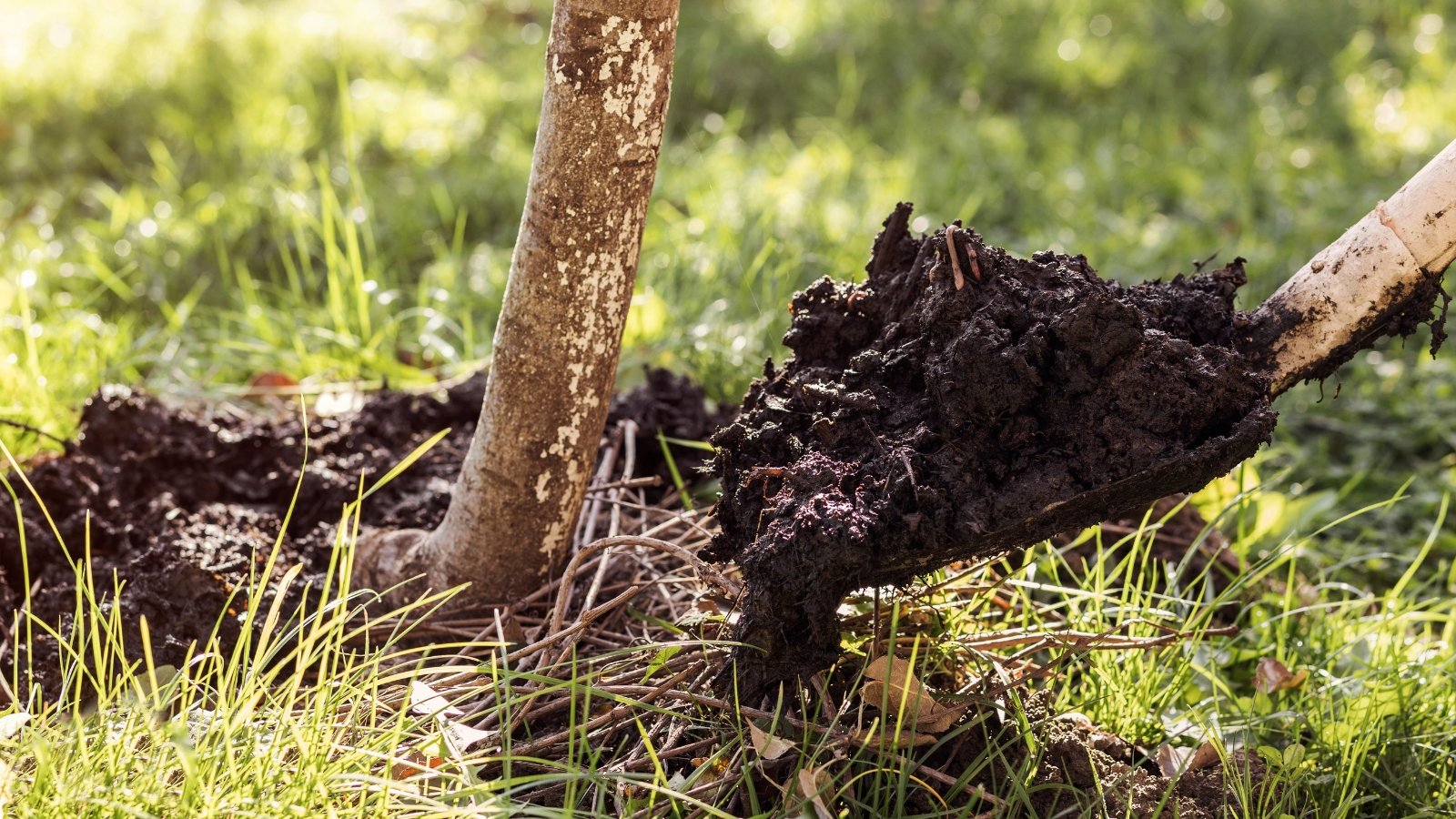 A close-up of a small sapling's root ball being loosened with a shovel before planting.
