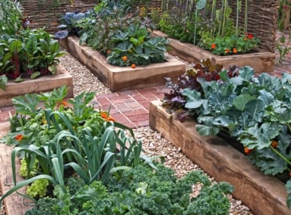 Brassica oleracea and Beta vulgaris with dark green leaves growing in brick-edged, soil-filled wooden frames.