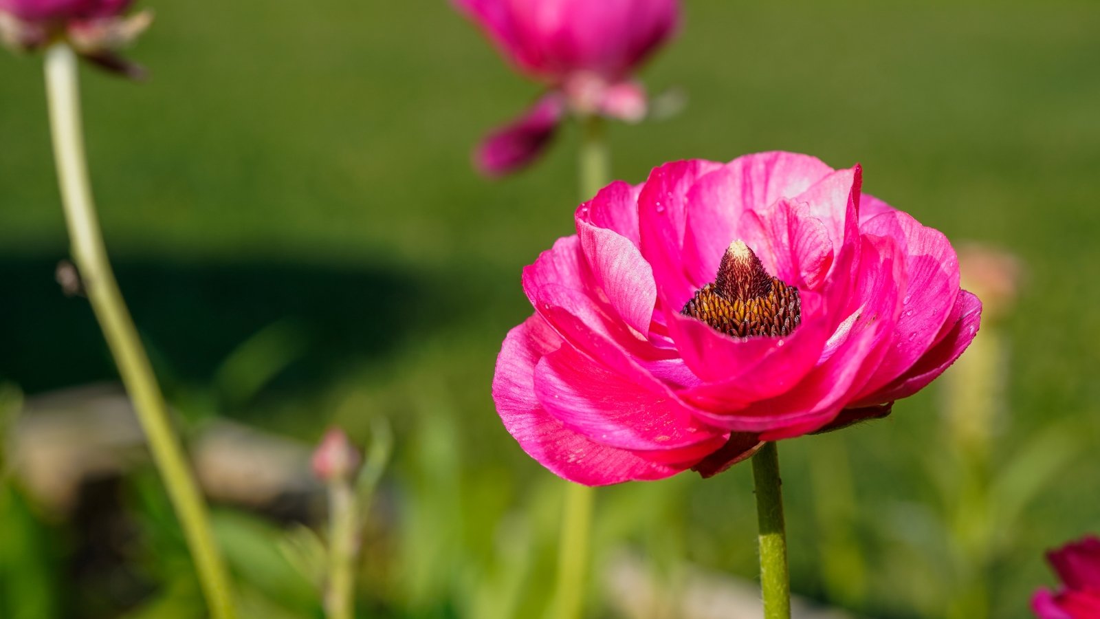 A close-up of a vibrant pink ranunculus flower illuminated by sunlight, showcasing delicate petals.