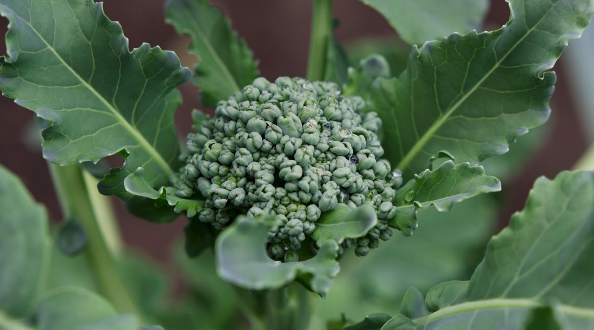 Close up of a head of broccoli with dark green leaves that have ruffled edges and light green veins. The background is blurry with more foliage growing.