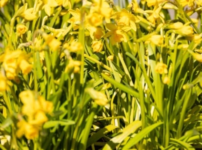 Close up of blooming and wilting daffodil plants with yellowing and browning leaves in a sunny garden.