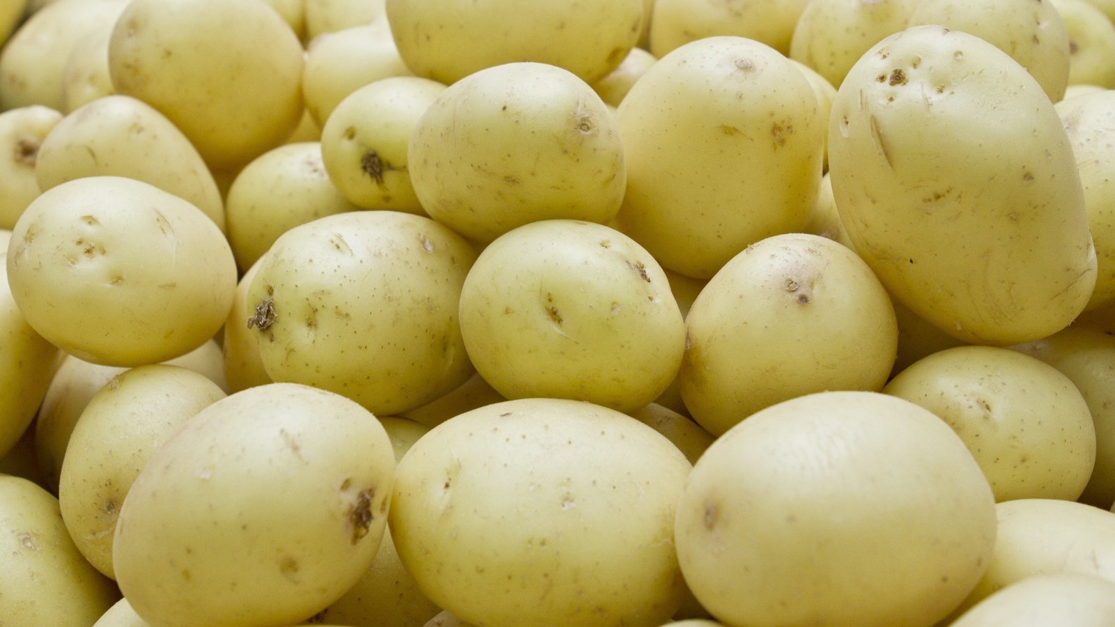 A cluster of Jennifer potatoes gleam brightly under the radiant sunlight, their yellow skins radiating warmth. They rest in a neat pile, basking in the luminous glow, evoking a sense of freshness and culinary potential.