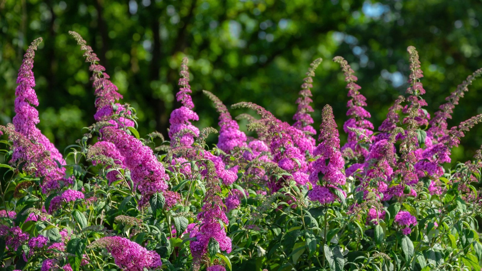 Bright pink flowers bloom in oblong narrowed inflorescences from a bush with long, slender leaves.