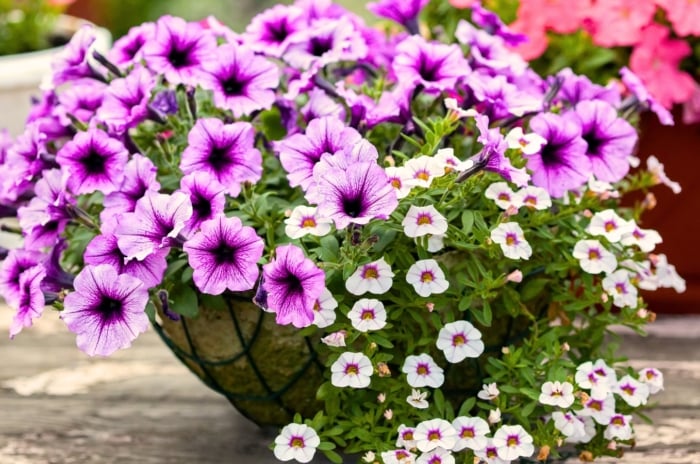 Budget spring container ideas, vibrant purple petunias and delicate white Calibrachoa cascade over the edges of a large decorative garden planter.