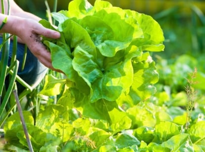 Female gardener doing budget vegetable gardening, picking fresh green salad with wavy bright green leaves in a bed with growing garlic and different types of lettuce.