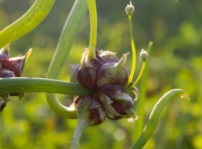 Tight clusters of reddish-purple bulbils growing at the curved top ends of green hollow stalks.