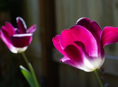 Two blooming pink tulip flowers with rich pink petals and a white base, shaped in a cup form, stand on tall, slender stems with long, narrow green leaves in sunlight.