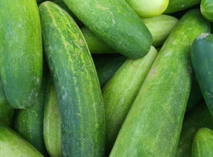 A close-up of a pile of green cucumbers, showcasing their crisp appearance.