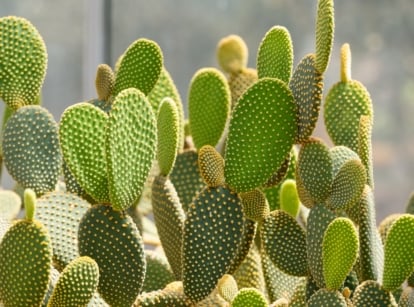 Paddle-shaped green segments covered in small white spines.