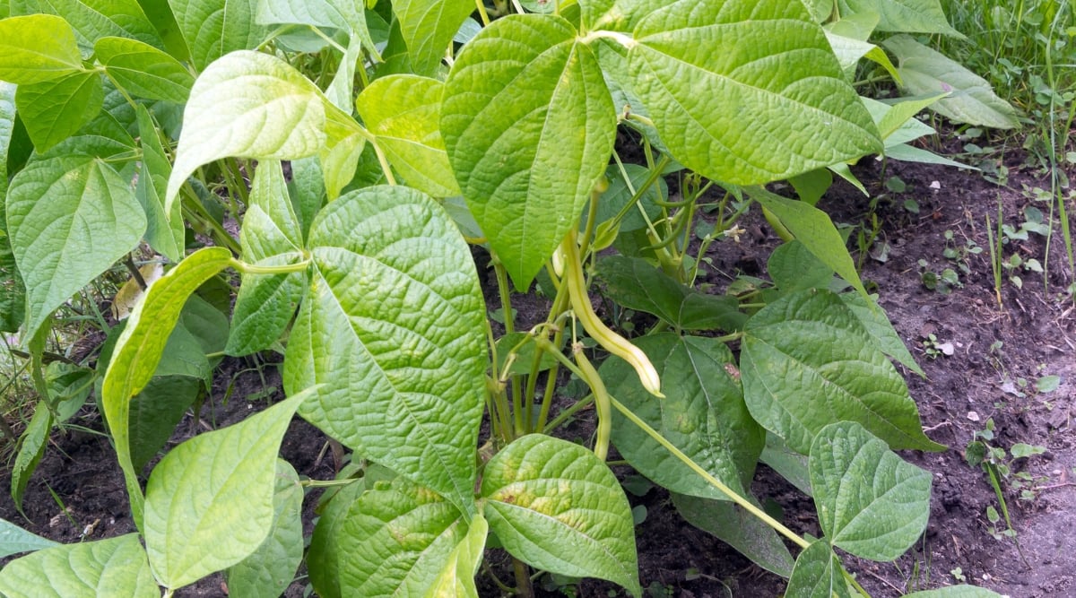 Close up of a vining plant with a few vegetables that are not quite ripe. These vegetables are yellowish green in color and very long, tubular in shape, with a tiny spike at the end. The leaves are large and green with a glossy texture and come to a point at the end.