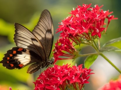 A close-up of a dark butterfly with outstretched wings, sipping nectar from vibrant red pentas flowers.