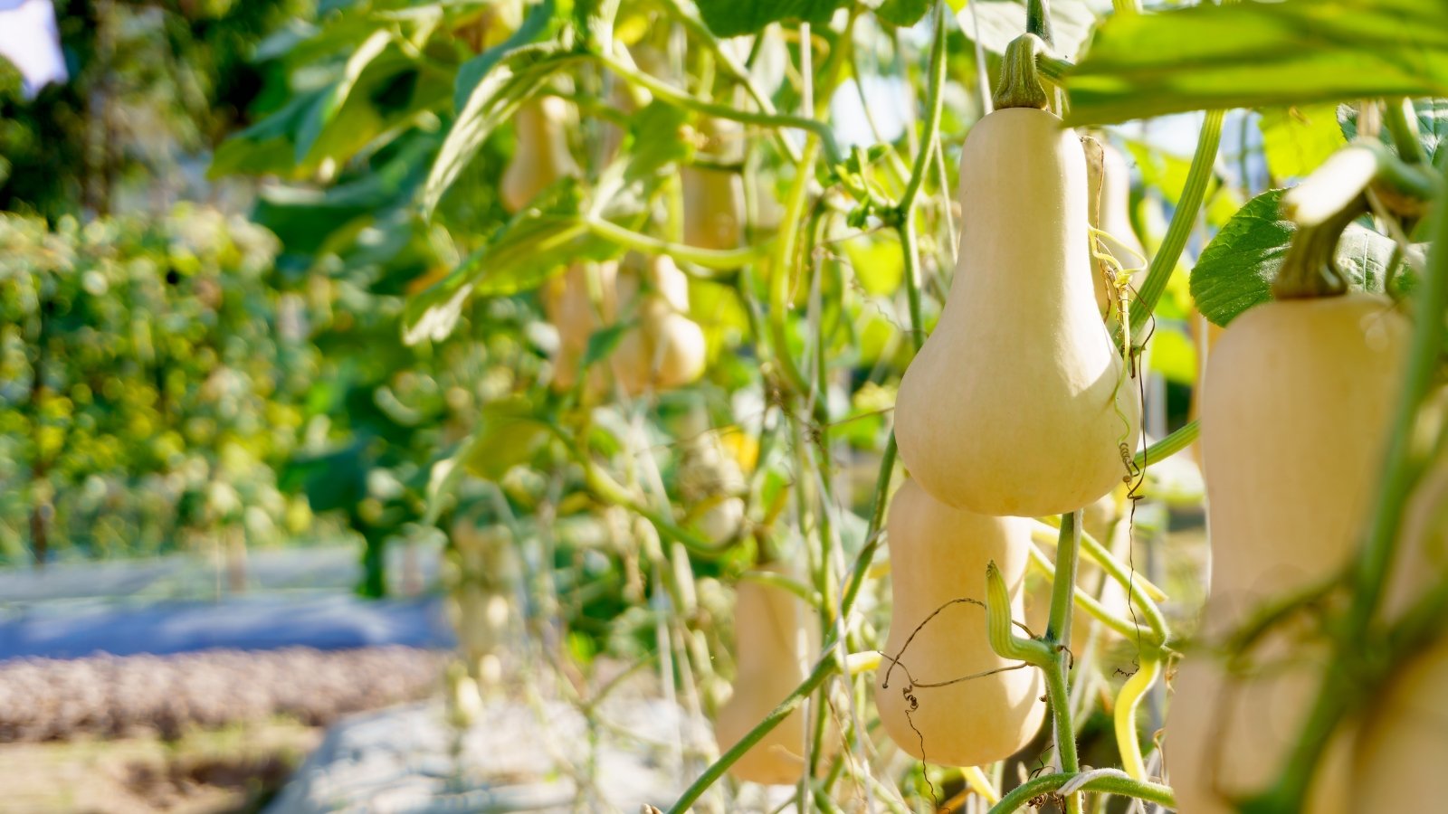 Smooth, tan-skinned fruits with a bulbous base hang from sprawling vines, surrounded by large, lobed green leaves.
