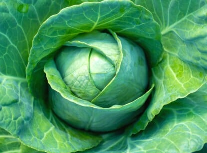 cabbage growth stages