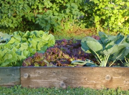 Cabbage, lettuce, and broccoli in an elevated, wooden planter.