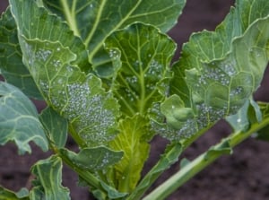 A cabbage plant with pale green leaves is swarmed by tiny whiteflies clustered on its underside.