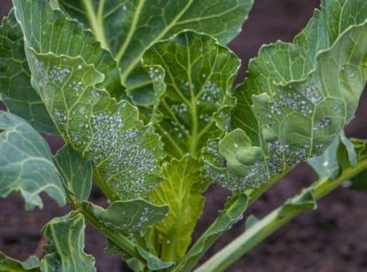 A cabbage plant with pale green leaves is swarmed by tiny whiteflies clustered on its underside.